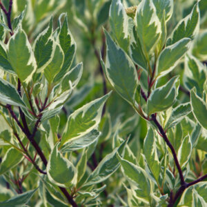 Cornus alba Elegantissima - Cornouiller blanc panaché - feuillage et bois
