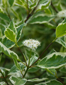 Cornus alba Elegantissima - Cornouiller blanc panaché - inflorescence