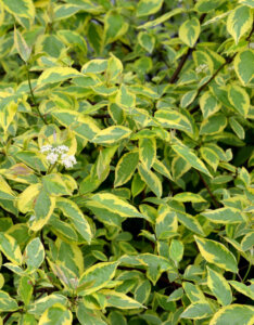 Cornus alba Gouchaultii - Cornouiller blanc panaché d'or - feuillage et inflorescence