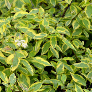 Cornus alba Gouchaultii - Cornouiller blanc panaché d'or - feuillage et inflorescence