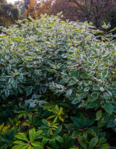 Cornus alba Ivory Halo - Cornouiller blanc panaché - vue d'ensemble