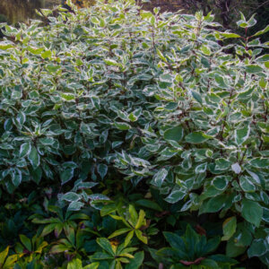 Cornus alba Ivory Halo - Cornouiller blanc panaché - vue d'ensemble