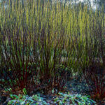 Cornus alba Kesselringii - Cornouiller à bois noir - bois