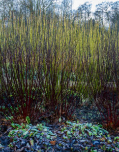 Cornus alba Kesselringii - Cornouiller à bois noir - bois