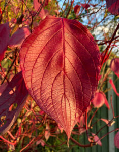 Cornus alba Kesselringii - Cornouiller à bois noir - Feuillage