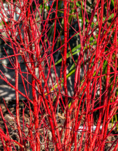 Cornus alba Sibirica - Cornouiller blanc de Siberie - bois