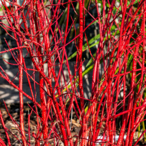 Cornus alba Sibirica - Cornouiller blanc de Siberie - bois