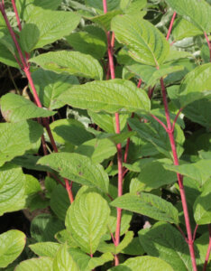 Cornus alba Sibirica - Cornouiller blanc de Siberie - feuillage