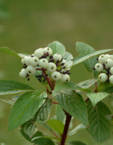 Cornus alba Sibirica Variegata - Cornouiller panaché - fructification