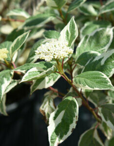 Cornus alba Sibirica Variegata - Cornouiller panaché - feuillage et inflorescence