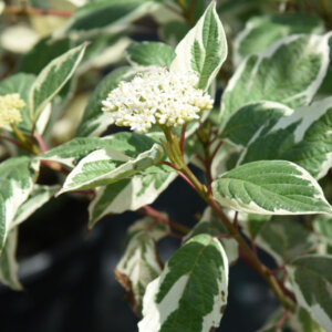 Cornus alba Sibirica Variegata - Cornouiller panaché - feuillage et inflorescence