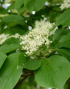 Cornus controversa - Cornouiller des Pagodes - Cornouiller discuté - Inflorescence