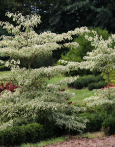 Cornus controversa Variegata - Cornouiller des pagodes panaché - vue d'ensemble