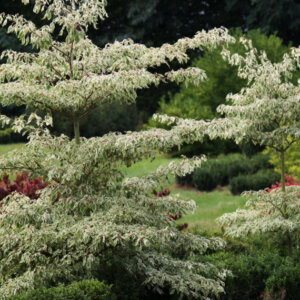 Cornus controversa Variegata - Cornouiller des pagodes panaché - vue d'ensemble