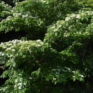 Cornus controversa - Cornouiller des Pagodes - Cornouiller discuté - vue d'ensemble