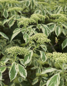 Cornus controversa Variegata - Cornouiller des pagodes panaché - feuillage et inflorescence