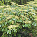 Cornus controversa Pagoda - Cornouiller discuté - feuillage et inflorescence