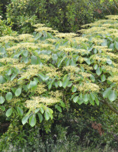 Cornus controversa Pagoda - Cornouiller discuté - feuillage et inflorescence