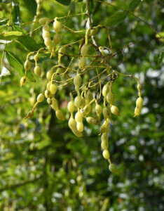 Cornus controversa Pagoda - Cornouiller discuté - Fructification
