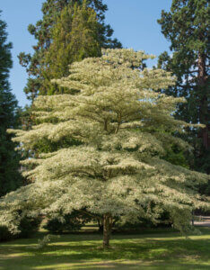Cornus controversa Variegata - Cornouiller des pagodes panaché - Vue d'ensemble