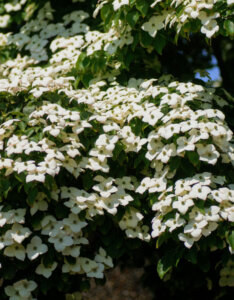 Cornus florida - Cornouiller de Floride - vue d'ensemble