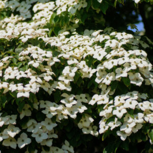 Cornus florida - Cornouiller de Floride - vue d'ensemble