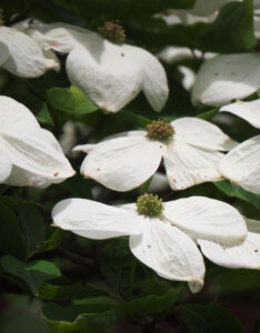 Cornus florida - Cornouiller de Floride - fleurs