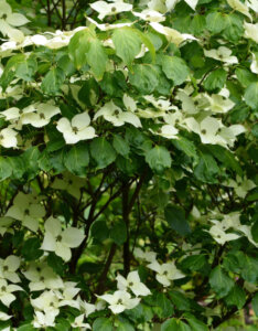 Cornus kousa China Girl - Cornouiller du Japon - vue d'ensemble