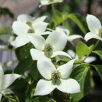 Cornus kousa China Girl - Cornouiller du Japon - fleurs