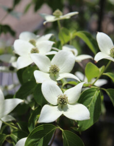 Cornus kousa China Girl - Cornouiller du Japon - fleurs