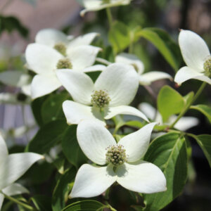 Cornus kousa China Girl - Cornouiller du Japon - fleurs