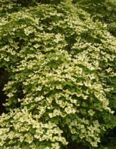 Cornus kousa Chinensis - Cornouiller du Japon - vue d'ensemble