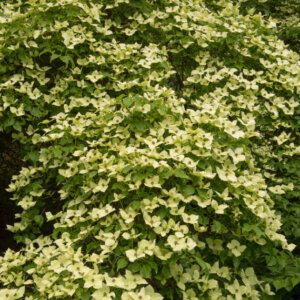 Cornus kousa Chinensis - Cornouiller du Japon - vue d'ensemble