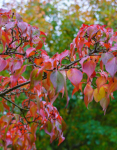 Cornus kousa Chinensis - Cornouiller du Japon - feuillage automnal