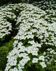 Cornus kousa - Cornouiller du Japon - Vue d'ensemble