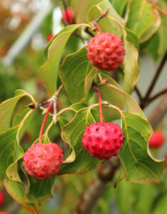 Cornus kousa - Cornouiller du Japon - fructification