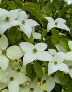 Cornus kousa - Cornouiller du Japon - fleurs et feuillage