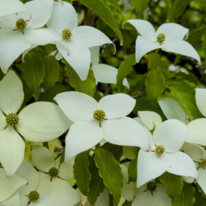 Cornus kousa - Cornouiller du Japon - fleurs et feuillage