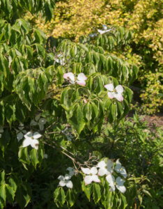 Cornus kousa Milky Way - Cornouiller du Japon - Vue d'ensemble