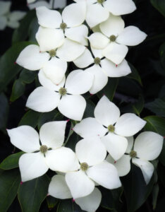 Cornus kousa Milky Way - Cornouiller du Japon - fleurs