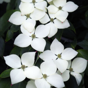 Cornus kousa Milky Way - Cornouiller du Japon - fleurs