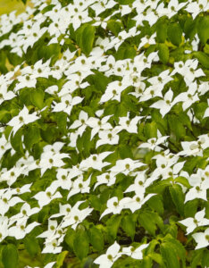 Cornus kousa Milky Way - Cornouiller du Japon - vue d'ensemble