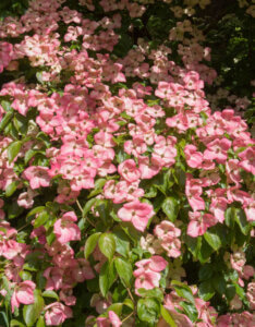 Cornus kousa Satomi - Cornouiller du Japon - Vue d'ensemble