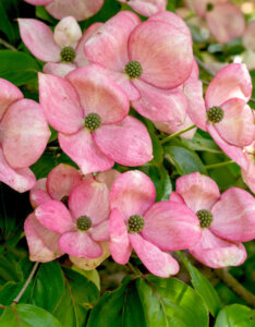 Cornus kousa Satomi - Cornouiller du Japon - fleurs