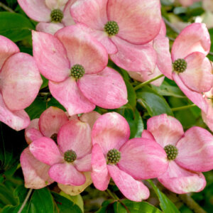 Cornus kousa Satomi - Cornouiller du Japon - fleurs
