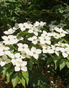 Cornus kousa Schmetterling - Cornouiller du Japon - fleurs et feuillage