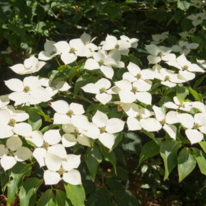Cornus kousa Schmetterling - Cornouiller du Japon - fleurs et feuillage