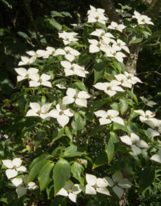 Cornus kousa Schmetterling - Cornouiller du Japon - Vue d'ensemble