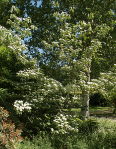 Cornus kousa Schmetterling - Cornouiller du Japon - vue d'ensemble