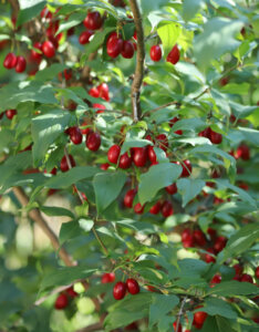 Cornus mas - Cornouiller mâle - fruits et feuillage